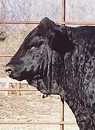 Black Gelbvieh Bull