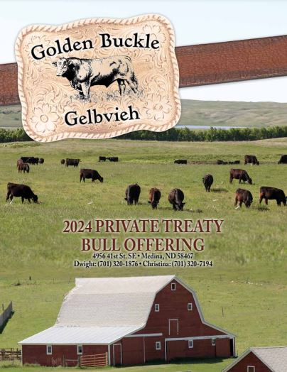 Golden Buckle Glebvieh Private Treaty Bull Flyer