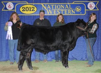 Reserve Champion Bull